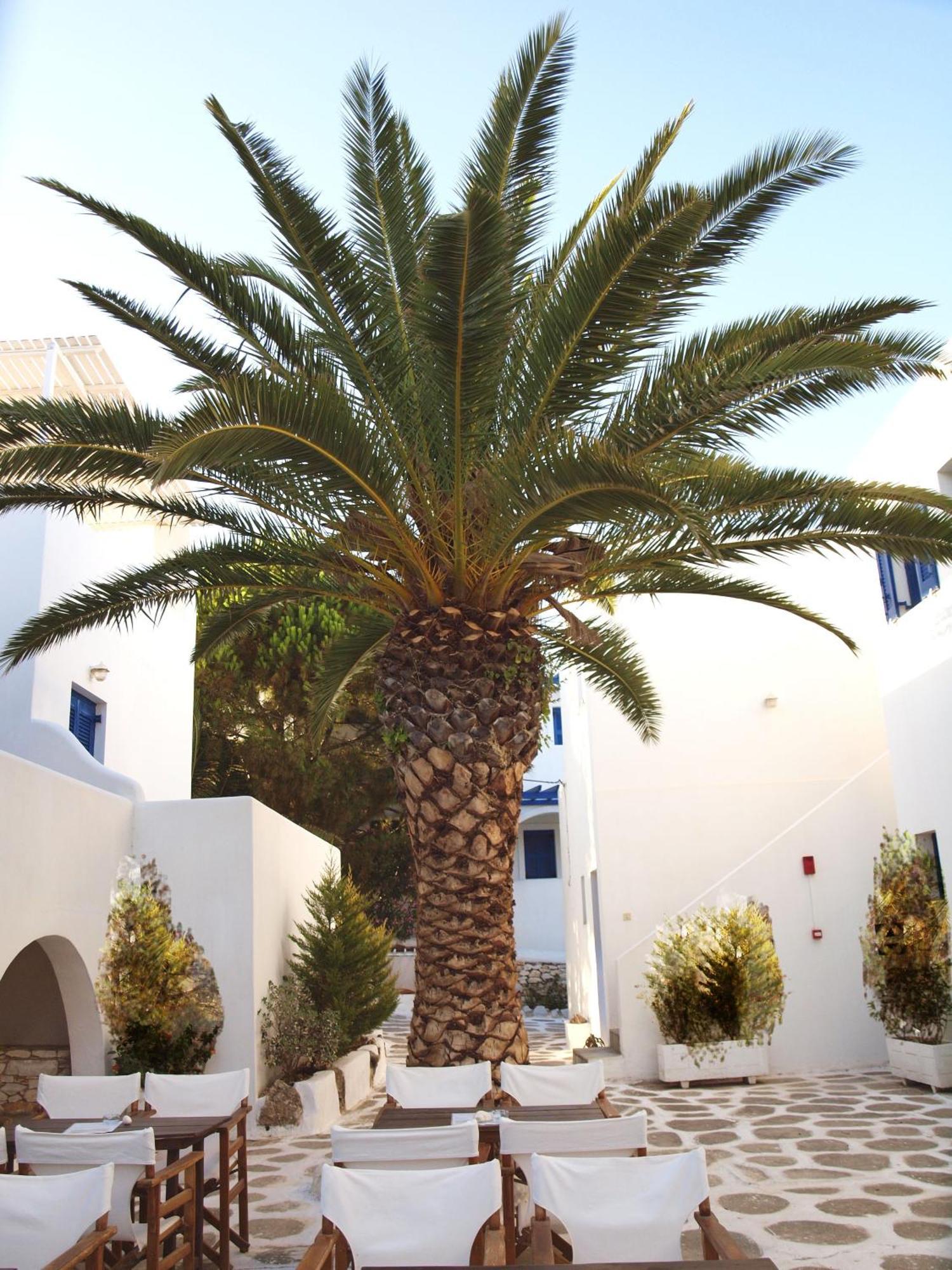 Nicos Studios & Apartments Logaras Dış mekan fotoğraf